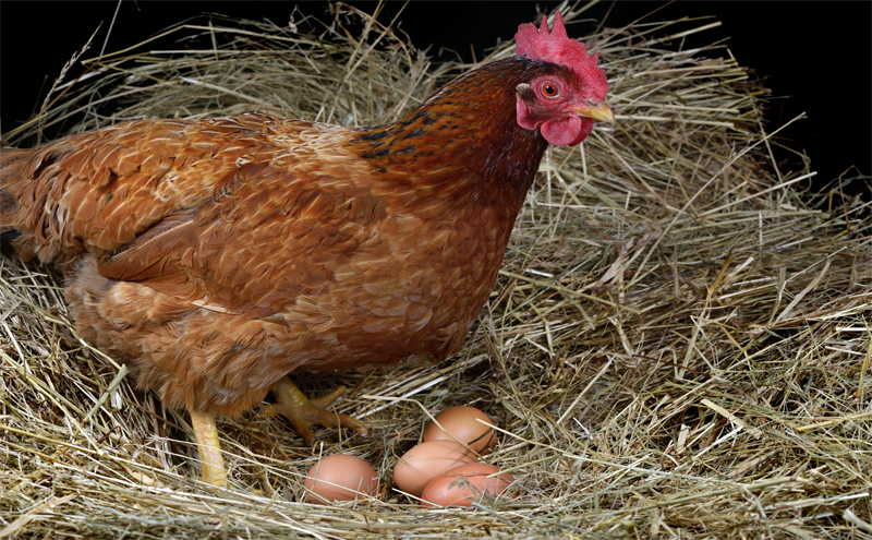 Yumurtacı tavuklarda, amino asit takviyesi beslenme protein seviyesini değiştiriyor